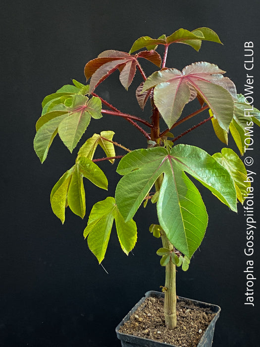 Jatropha gossypiifolia plant · Jatropha gossypiifolia care · Jatropha gossypiifolia for sale · Jatropha collector plant · Jatropha Euphorbiaceae · red leaf Jatropha · Jatropha with purple flowers