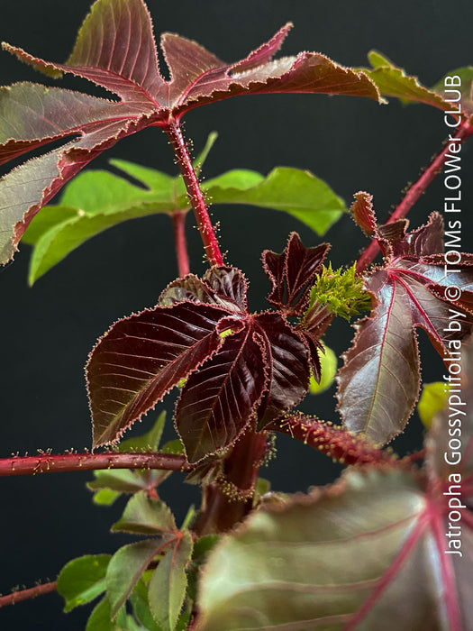 Jatropha gossypiifolia plant · Jatropha gossypiifolia care · Jatropha gossypiifolia for sale · Jatropha collector plant · Jatropha Euphorbiaceae · red leaf Jatropha · Jatropha with purple flowers