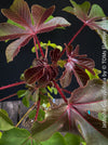 Jatropha gossypiifolia plant · Jatropha gossypiifolia care · Jatropha gossypiifolia for sale · Jatropha collector plant · Jatropha Euphorbiaceae · red leaf Jatropha · Jatropha with purple flowers