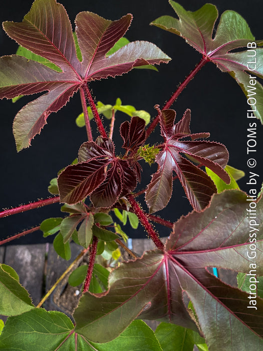 Jatropha gossypiifolia plant · Jatropha gossypiifolia care · Jatropha gossypiifolia for sale · Jatropha collector plant · Jatropha Euphorbiaceae · red leaf Jatropha · Jatropha with purple flowers