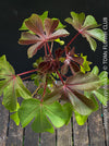 Jatropha gossypiifolia plant · Jatropha gossypiifolia care · Jatropha gossypiifolia for sale · Jatropha collector plant · Jatropha Euphorbiaceae · red leaf Jatropha · Jatropha with purple flowers
