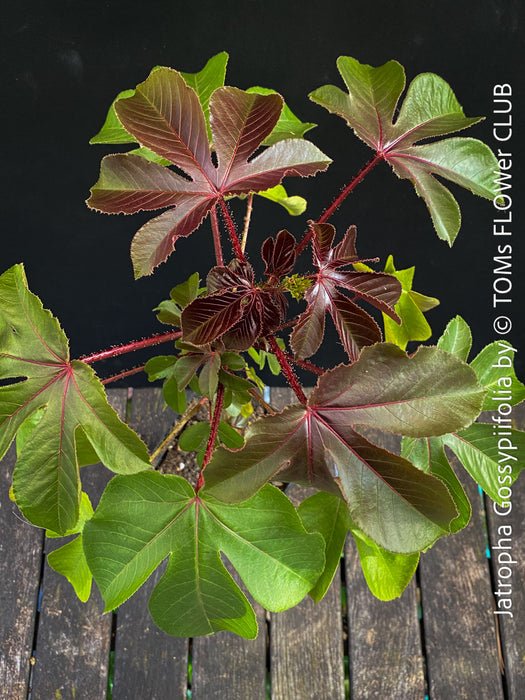 Jatropha gossypiifolia plant · Jatropha gossypiifolia care · Jatropha gossypiifolia for sale · Jatropha collector plant · Jatropha Euphorbiaceae · red leaf Jatropha · Jatropha with purple flowers