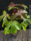 Jatropha gossypiifolia plant · Jatropha gossypiifolia care · Jatropha gossypiifolia for sale · Jatropha collector plant · Jatropha Euphorbiaceae · red leaf Jatropha · Jatropha with purple flowers