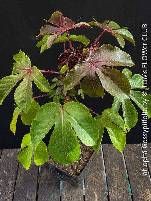 Jatropha gossypiifolia plant · Jatropha gossypiifolia care · Jatropha gossypiifolia for sale · Jatropha collector plant · Jatropha Euphorbiaceae · red leaf Jatropha · Jatropha with purple flowers