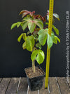 Jatropha gossypiifolia plant · Jatropha gossypiifolia care · Jatropha gossypiifolia for sale · Jatropha collector plant · Jatropha Euphorbiaceae · red leaf Jatropha · Jatropha with purple flowers