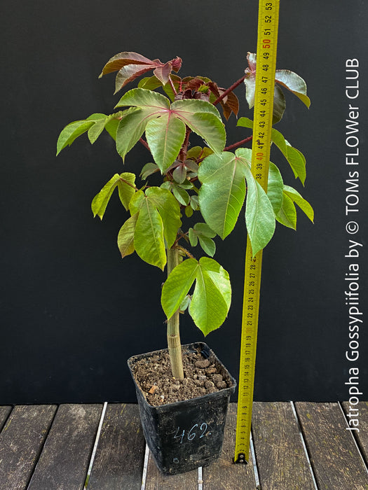 Jatropha gossypiifolia plant · Jatropha gossypiifolia care · Jatropha gossypiifolia for sale · Jatropha collector plant · Jatropha Euphorbiaceae · red leaf Jatropha · Jatropha with purple flowers