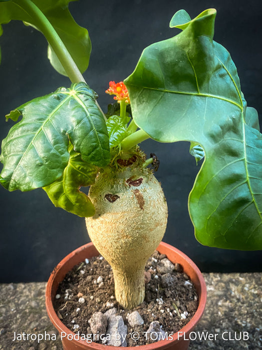 Jatropha Podagrica, organically grown caudex plants for sale at TOMs FLOWer CLUB Madagaskar plants, Zimmerpflanzen, Sukkulenten Caudex plants