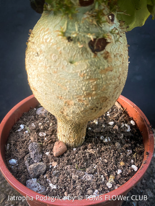 Jatropha Podagrica, organically grown caudex plants for sale at TOMs FLOWer CLUB Madagaskar plants, Zimmerpflanzen, Sukkulenten Caudex plants