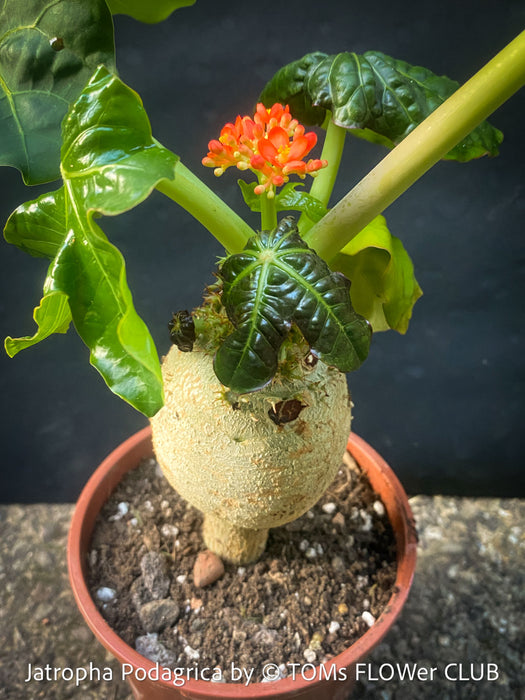 Jatropha Podagrica, organically grown caudex plants for sale at TOMs FLOWer CLUB Madagaskar plants, Zimmerpflanzen, Sukkulenten Caudex plants