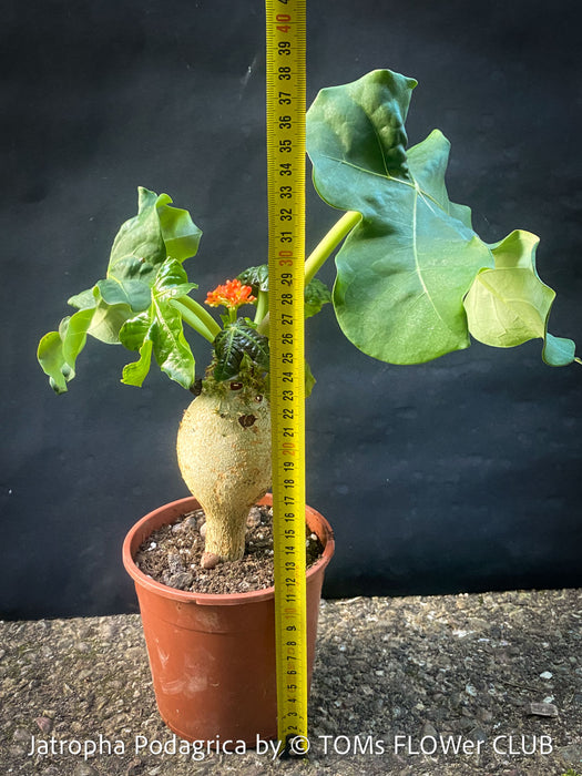 Jatropha Podagrica, organically grown caudex plants for sale at TOMs FLOWer CLUB Madagaskar plants, Zimmerpflanzen, Sukkulenten Caudex plants