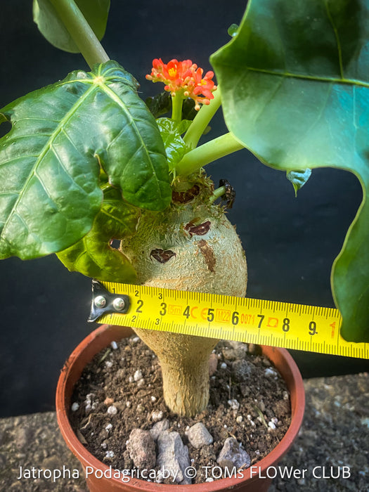 Jatropha Podagrica, organically grown caudex plants for sale at TOMs FLOWer CLUB Madagaskar plants, Zimmerpflanzen, Sukkulenten Caudex plants