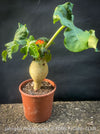 Jatropha Podagrica, organically grown caudex plants for sale at TOMs FLOWer CLUB Madagaskar plants, Zimmerpflanzen, Sukkulenten Caudex plants