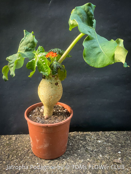 Jatropha Podagrica, organically grown caudex plants for sale at TOMs FLOWer CLUB Madagaskar plants, Zimmerpflanzen, Sukkulenten Caudex plants