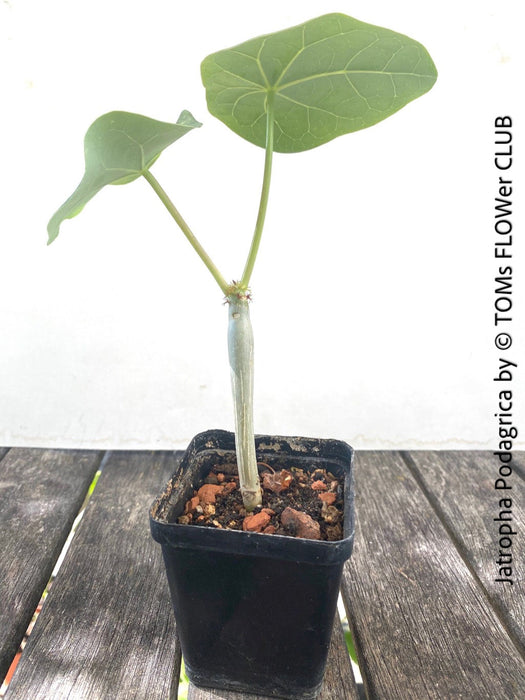 Jatropha Podagrica, organically grown caudex plants for sale at TOMs FLOWer CLUB Madagaskar plants, Zimmerpflanzen, Sukkulenten Caudex plants