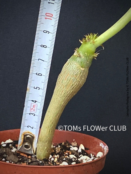 Jatropha Podagrica, organically grown caudex plants for sale at TOMs FLOWer CLUB Madagaskar plants, Zimmerpflanzen, Sukkulenten Caudex plants