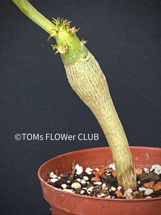 Jatropha Podagrica, with yellow flowers, rarity, organically grown succulent and caudex plants for sale at TOMs FLOWer CLUB.