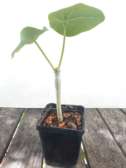 Jatropha Podagrica, with yellow flowers, rarity, organically grown succulent and caudex plants for sale at TOMs FLOWer CLUB.