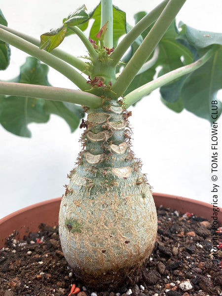 Jatropha Podagrica, with yellow flowers, rarity, organically grown succulent and caudex plants for sale at TOMs FLOWer CLUB.