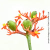 Jatropha Podagrica, organically grown succulent and caudex plants for sale at TOMs FLOWer CLUB.