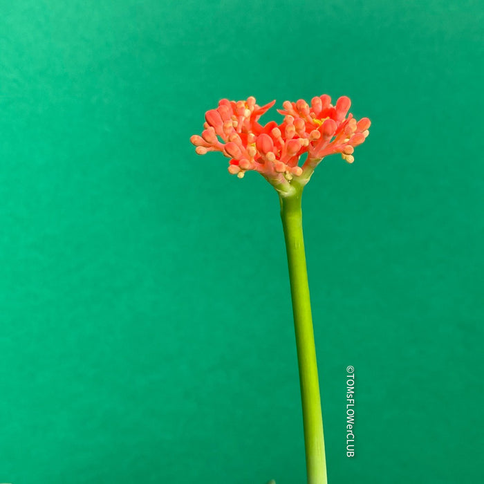 Jatropha Podagrica, organically grown succulent and caudex plants for sale at TOMs FLOWer CLUB.