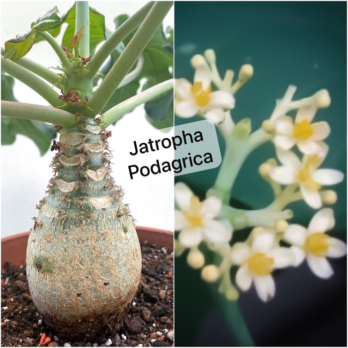 Jatropha Podagrica, with yellow flowers, rarity, organically grown succulent and caudex plants for sale at TOMs FLOWer CLUB.