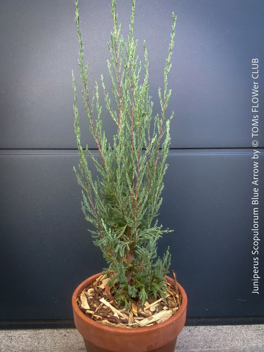 Juniperus Scopulorum Blue Arrow