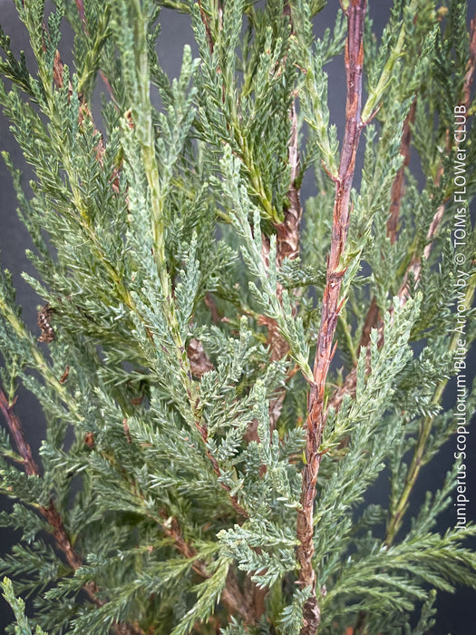 Juniperus Scopulorum Blue Arrow