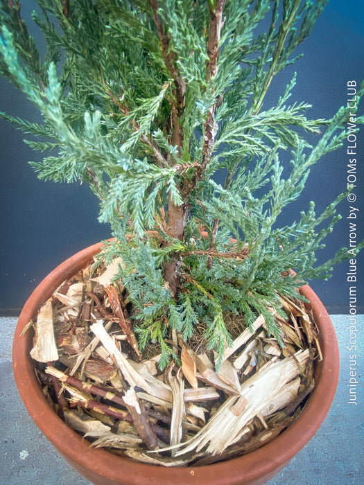 Juniperus Scopulorum Blue Arrow