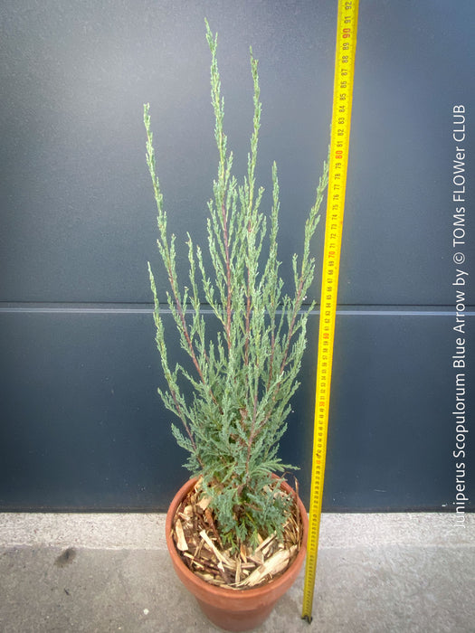 Juniperus Scopulorum Blue Arrow