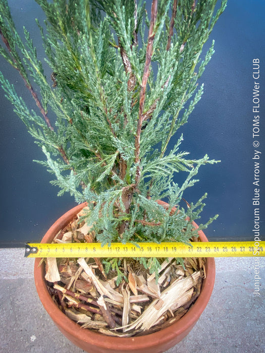 Juniperus Scopulorum Blue Arrow