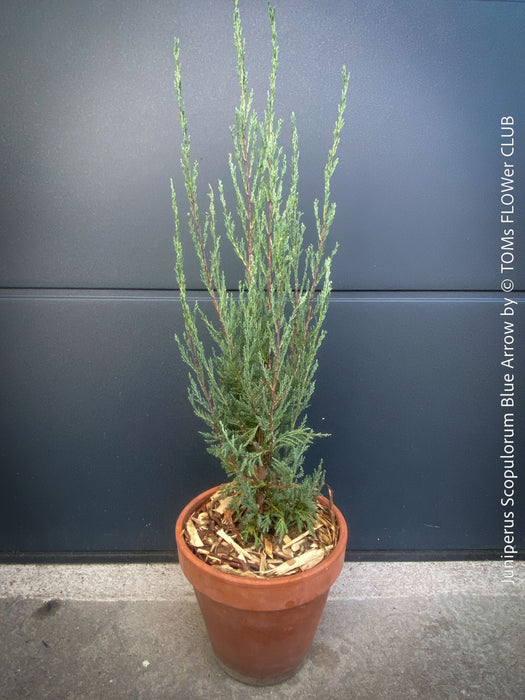 Juniperus Scopulorum Blue Arrow