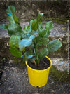 Citrus Hystrix, Kaffir lime, Kaffir Limette, organically grown tropical citrus plants for sale at TOMs FLOWer CLUB.