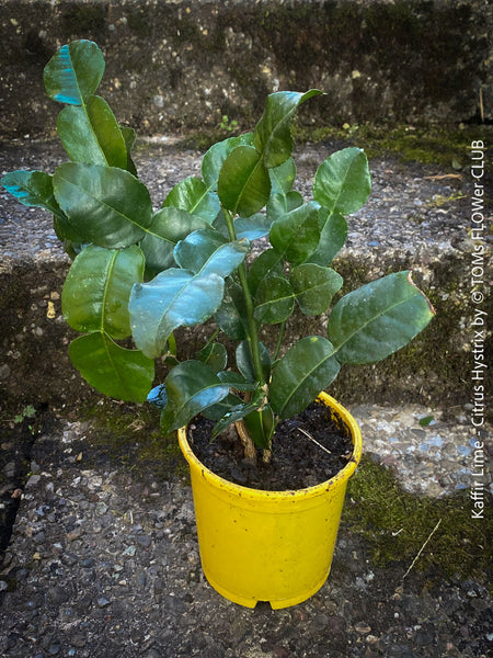 Citrus Hystrix, Kaffir lime, Kaffir Limette, organically grown tropical citrus plants for sale at TOMs FLOWer CLUB.