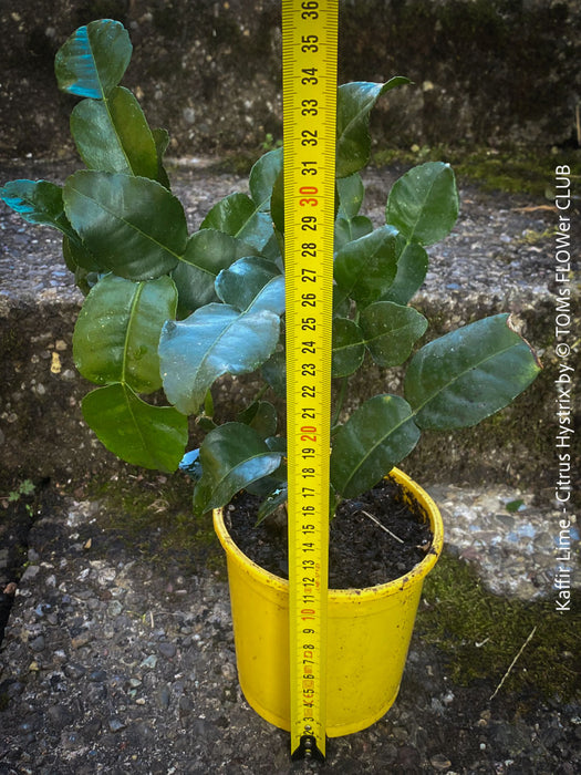 Citrus Hystrix, Kaffir lime, Kaffir Limette, organically grown tropical citrus plants for sale at TOMs FLOWer CLUB.