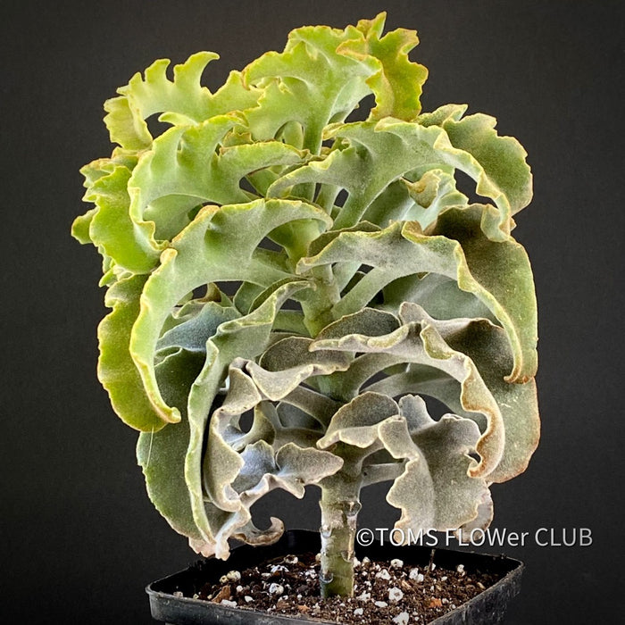 Kalanchoe beharensis Maltese cross, organically grown succulent plants for sale at TOMs FLOWer CLUB.