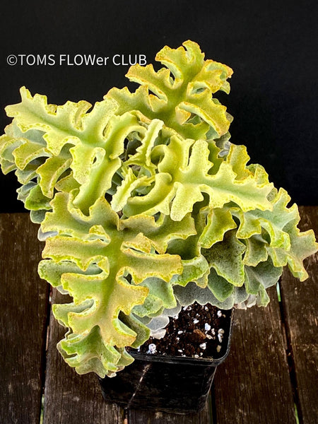 Kalanchoe beharensis Maltese cross, organically grown succulent plants for sale at TOMs FLOWer CLUB.