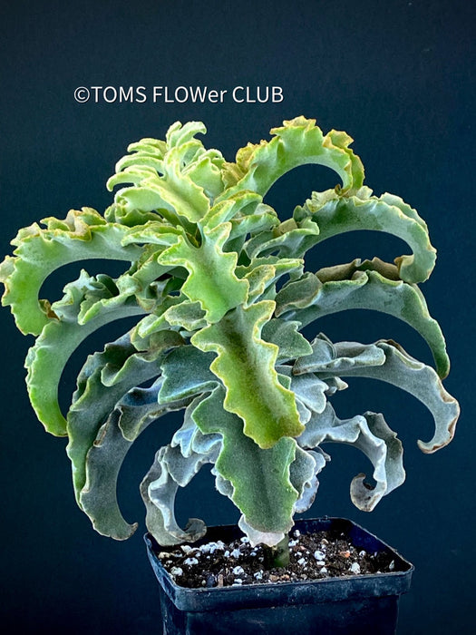 Kalanchoe beharensis Maltese cross, organically grown succulent plants for sale at TOMs FLOWer CLUB.