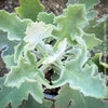 Kalanchoe beharensis oak leaf, organically grown succulent plants for sale at TOMs FLOWer CLUB.