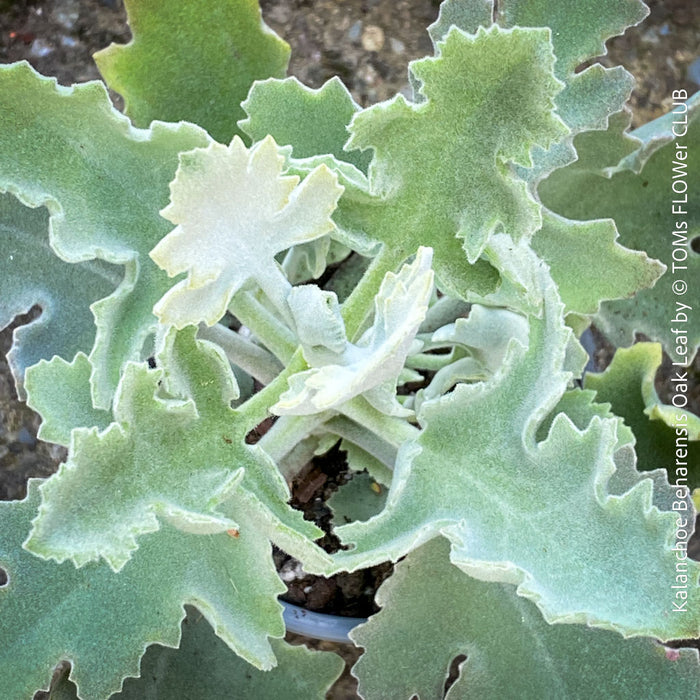 Kalanchoe beharensis oak leaf, organically grown succulent plants for sale at TOMs FLOWer CLUB.
