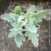 Kalanchoe beharensis oak leaf, organically grown succulent plants for sale at TOMs FLOWer CLUB.