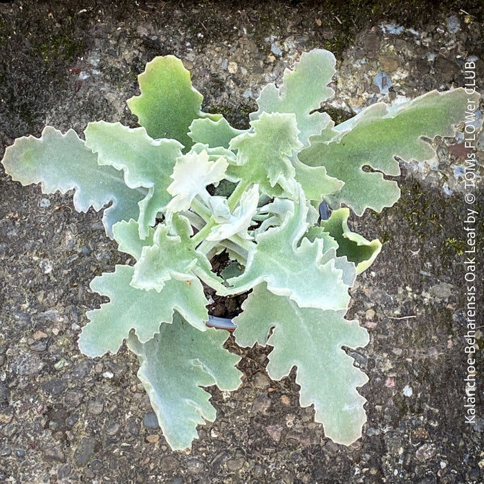 Kalanchoe beharensis oak leaf, organically grown succulent plants for sale at TOMs FLOWer CLUB.