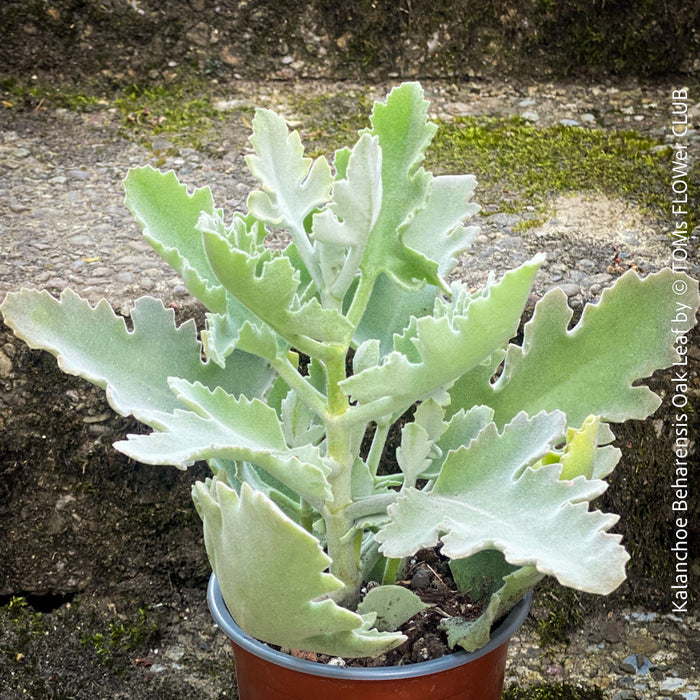 Kalanchoe beharensis oak leaf, organically grown succulent plants for sale at TOMs FLOWer CLUB.