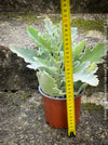 Kalanchoe beharensis oak leaf, organically grown succulent plants for sale at TOMs FLOWer CLUB.