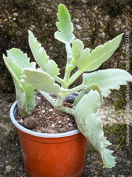 Kalanchoe beharensis oak leaf, organically grown succulent plants for sale at TOMs FLOWer CLUB.