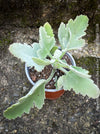 Kalanchoe beharensis oak leaf, organically grown succulent plants for sale at TOMs FLOWer CLUB.