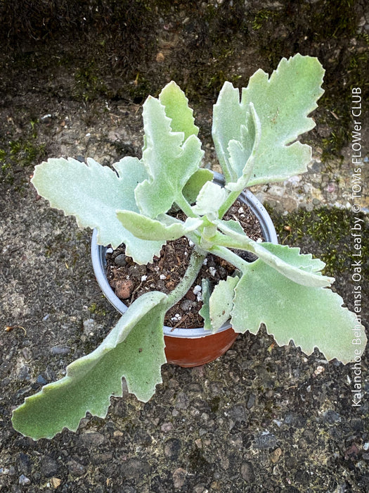 Kalanchoe beharensis oak leaf, organically grown succulent plants for sale at TOMs FLOWer CLUB.