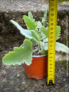 Kalanchoe beharensis oak leaf, organically grown succulent plants for sale at TOMs FLOWer CLUB.