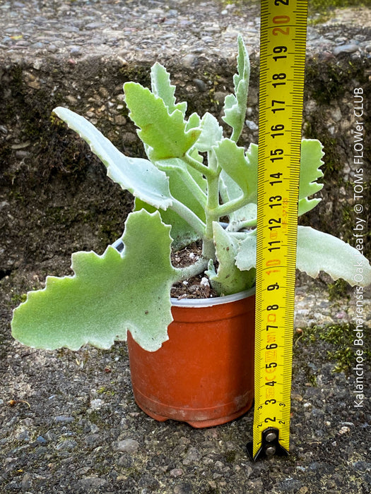 Kalanchoe beharensis oak leaf, organically grown succulent plants for sale at TOMs FLOWer CLUB.