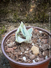 Kalanchoe beharensis oak leaf, organically grown succulent plants for sale at TOMs FLOWer CLUB.