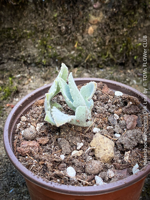 Kalanchoe beharensis oak leaf, organically grown succulent plants for sale at TOMs FLOWer CLUB.